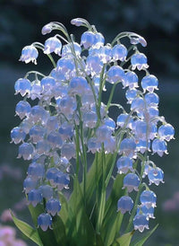 Elegant blue perennial flowers in a shaded landscape