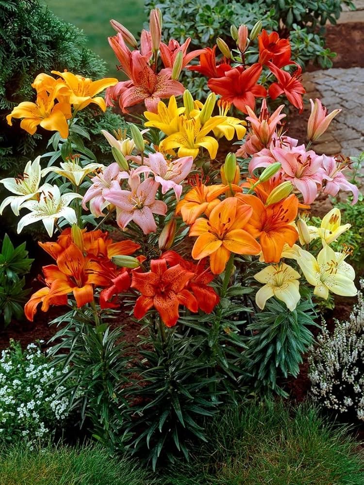 Lily bulb mix with colorful flowers and green foliage