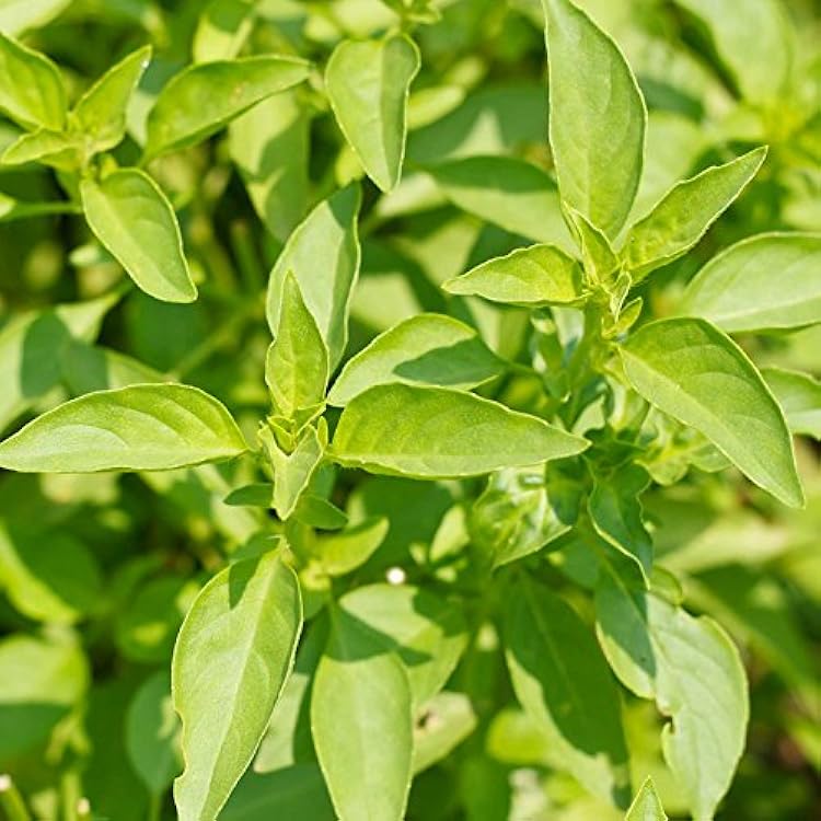 Heirloom Lime basil growing in a garden container