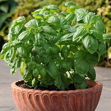 Lime basil seeds for home herb garden planting