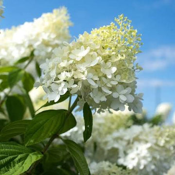 Limelight Hydrangea flower seeds for planting with green and white ornamental blooms.