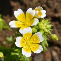White Yellow Limnanthes Douglasii Flower seeds for Planting - Seasonal Bloomer, Heirloom & GMO Free Seeds for Home Garden