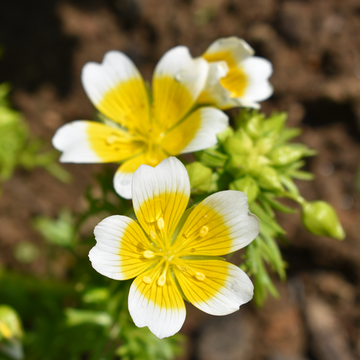 Yellow White Limnanthes Douglasii Flower seeds for Planting - Drought Tolerant, Heirloom & GMO Free Seeds for Home Garden