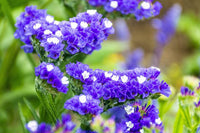 Limonium Sinuatum Flower seeds for Planting Low Maintenance Heirloom & GMO Free Seeds for Home Garden