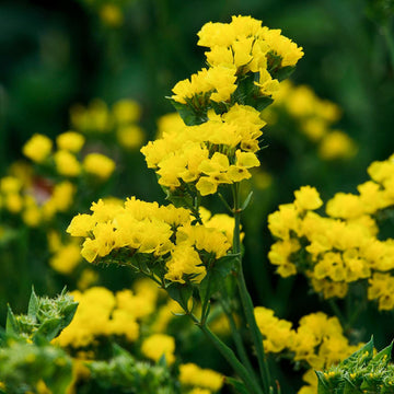 Yellow Statice Flower seeds for Planting - Premium Quality, Heirloom & GMO Free Seeds for Home Garden