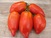 Linguisa Tomato plants growing in home garden