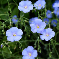 Blue Linum Flower seeds for Planting - Cut Flower Favorite, Heirloom & GMO Free Seeds for Home Garden