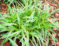 Liriope ground cover seeds suitable for pathways, raised beds, and containers.