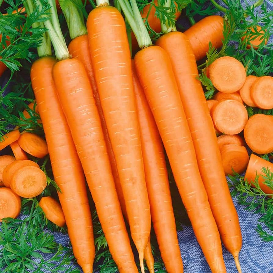 Heirloom Little Finger carrots growing in a raised garden bed