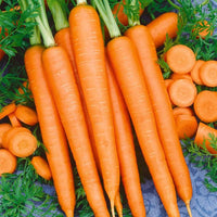 Heirloom Little Finger carrots growing in a raised garden bed