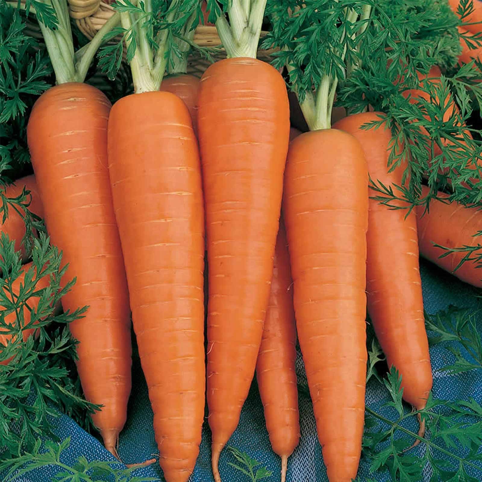 Little Finger carrot seeds for home vegetable garden planting