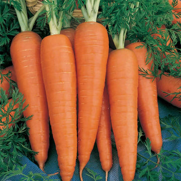 Little Finger carrot seeds for home vegetable garden planting