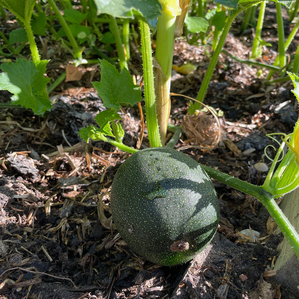 Heirloom Little Gem Rolet squash growing in a raised garden bed