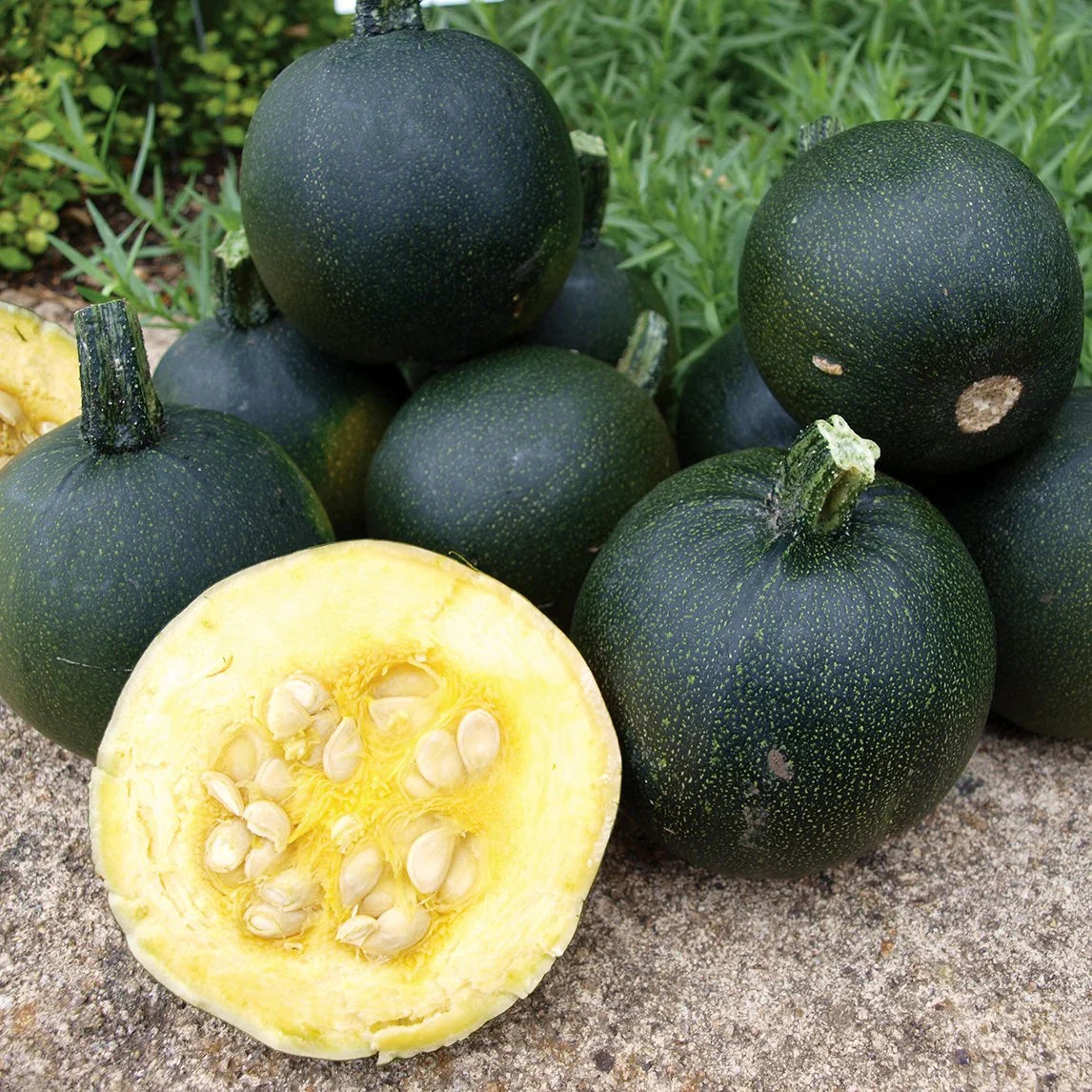 Little Gem Rolet squash seeds for planting in home vegetable gardens