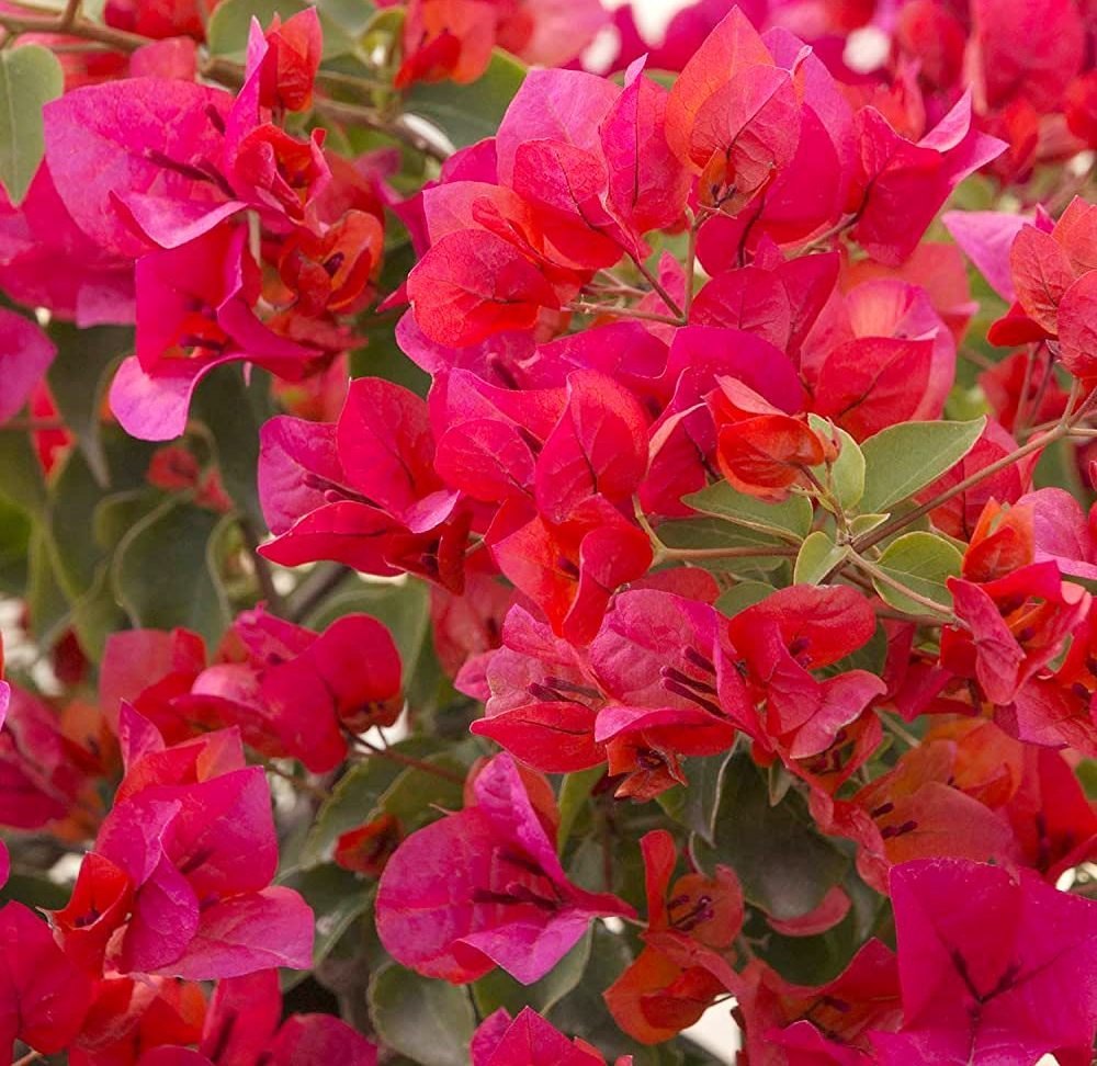 Brick Pink Bougainvillea Flower Seeds for Planting – Long Bloom Season Heirloom & NonGMO Seeds for Home Garden
 
 Sale
