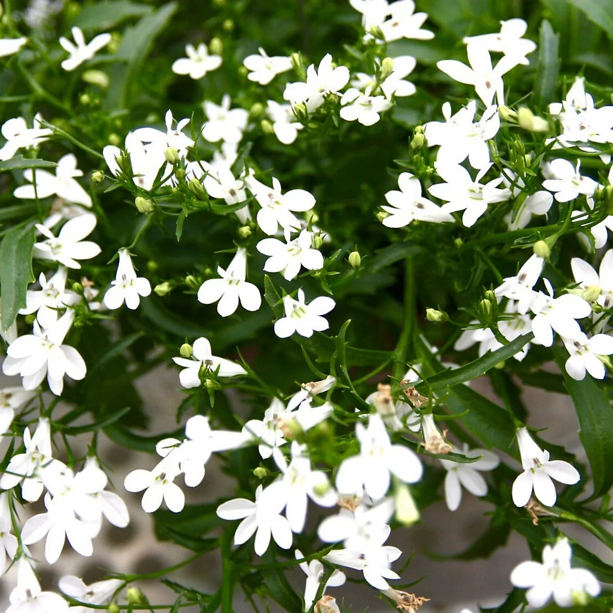 Lobelia Regatta White Long-Lasting Seeds for Beautiful White Lobelia