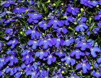 Lobelia Erinus Seeds for Planting in Hanging Baskets