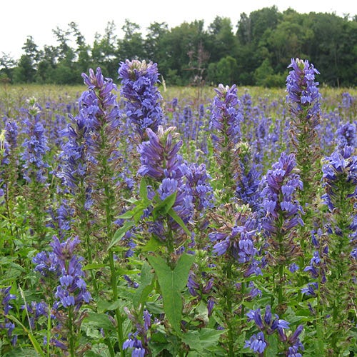 Blue Cardinal Flower seeds for Planting - Fragrant Blossoms, Heirloom & GMO Free Seeds for Home Garden