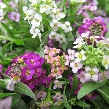 Lobularia Maritima Flower Seeds for Planting