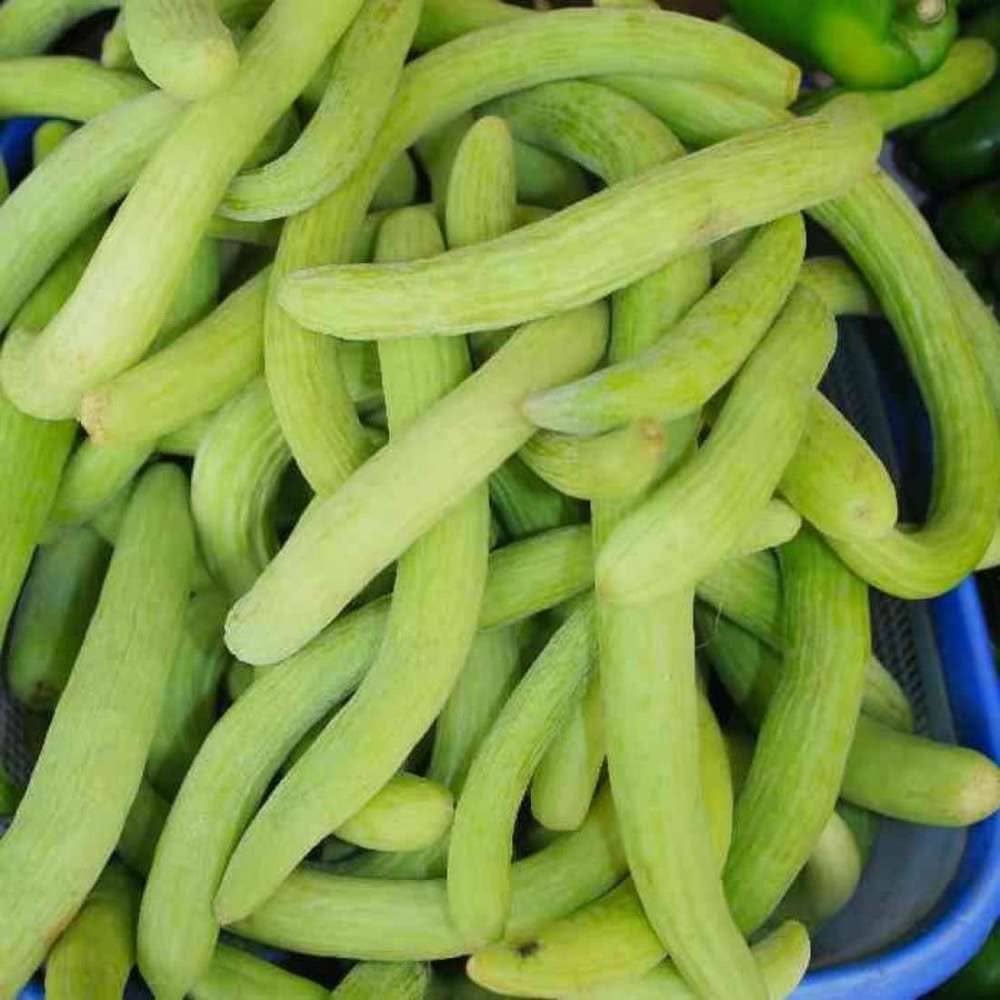 Long Armenian cucumber plants grown from heirloom seeds