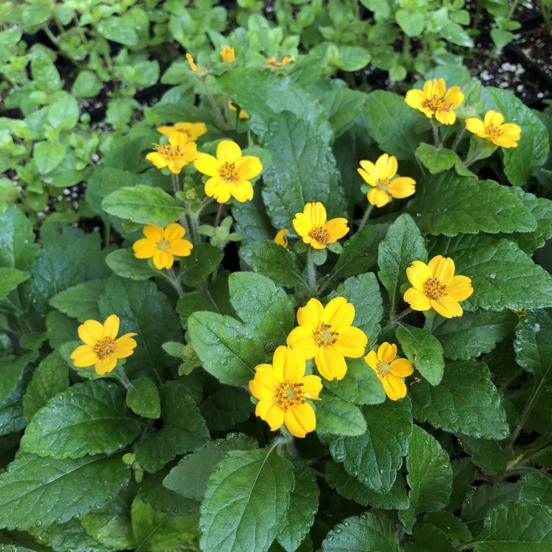 Long-blooming Chrysogonum flowers growing along a garden border.