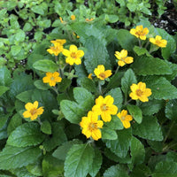 Long-blooming Chrysogonum flowers growing along a garden border.