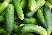 Long crisp cucumber plants grown from Poona Kheera seeds