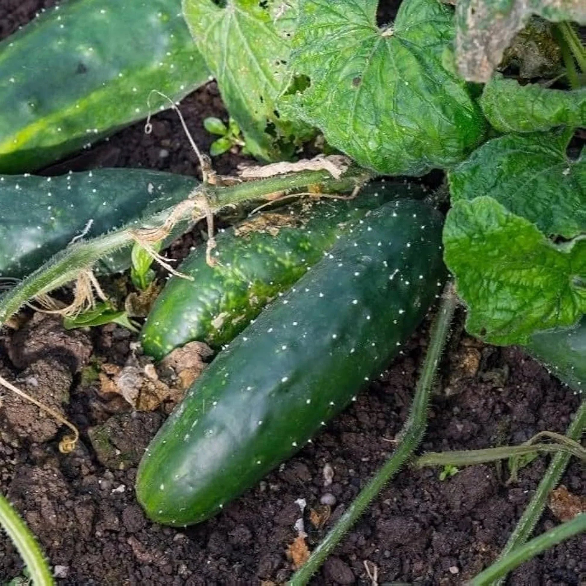 Long green cucumbers developing on productive garden vines.