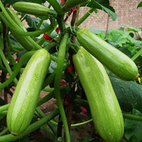 Long cylindrical climbing zucchini fruits growing on a vertical trellis.