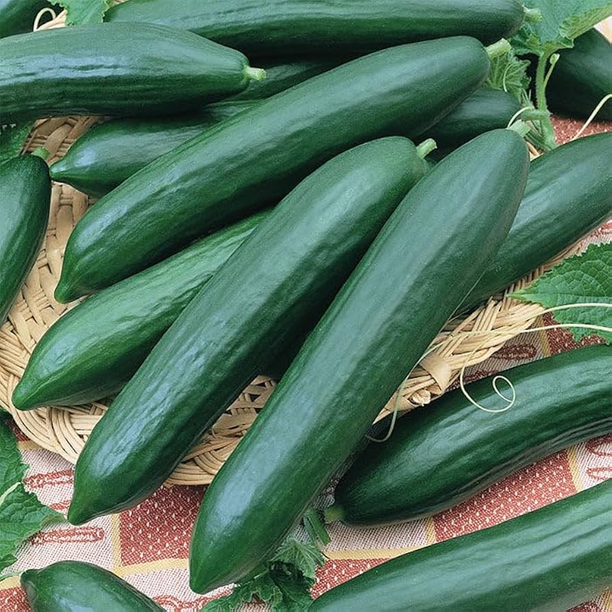 Long Green Cucumber seeds for home garden planting
