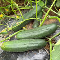 Long green cucumbers growing on vines in a vegetable garden