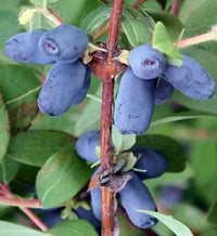 Lonicera caerulea shrub growing in an outdoor landscape