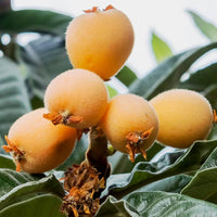 Loquat Tropical Fruit Tree Seeds for Planting
