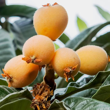 Loquat Tropical Fruit Tree Seeds for Planting