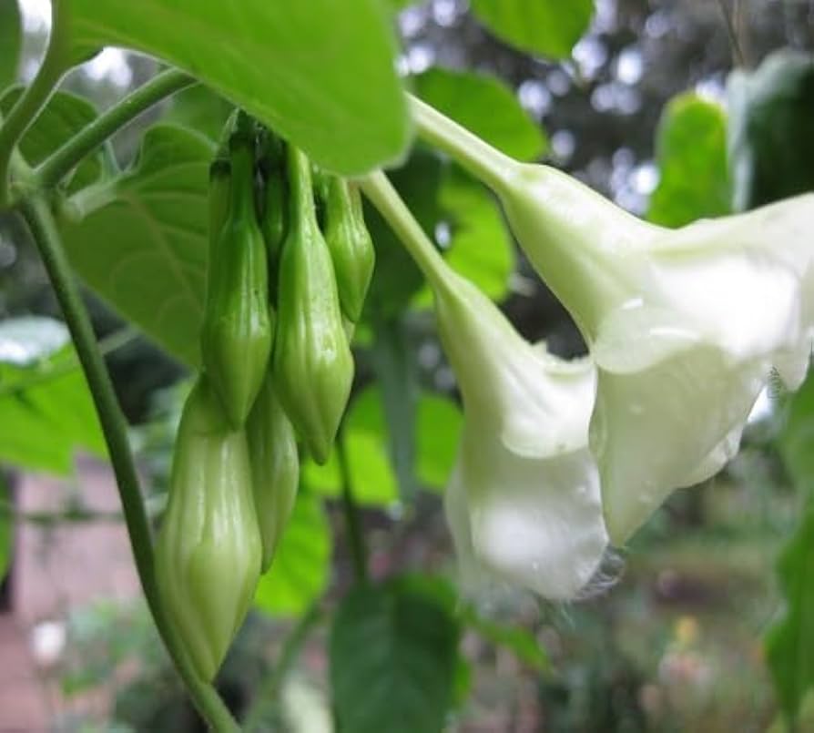 Loroco flowering vine grown from premium planting seeds with fragrant edible blooms.