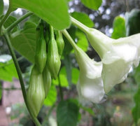 Loroco flowering vine grown from premium planting seeds with fragrant edible blooms.