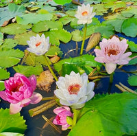 Lotus plants growing in a garden pond with large green leaves