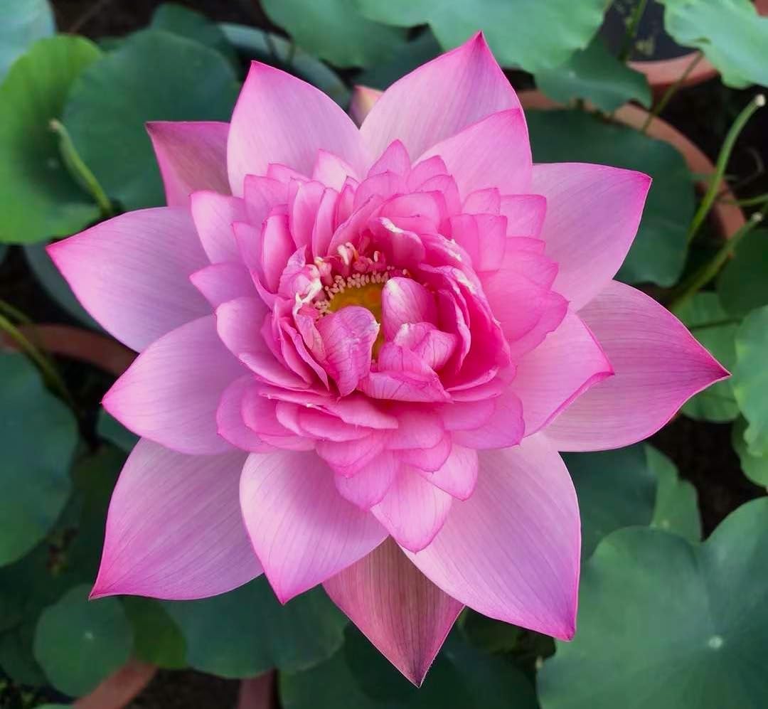 Lotus flower seeds for planting in ponds and water gardens.