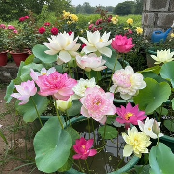 Lotus Mix flower seeds for planting in ponds and water gardens.