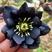 Black Lotus flowers floating in a pond