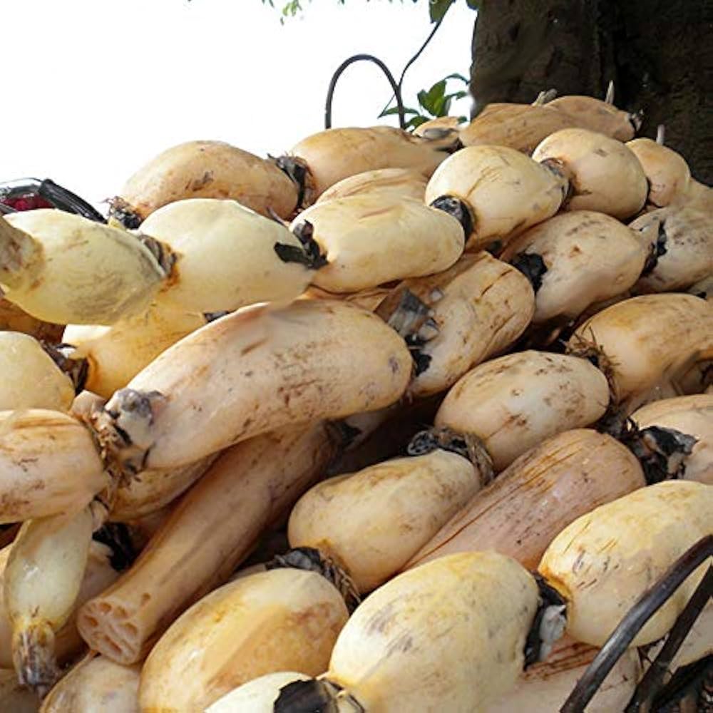 Lotus Root vegetable seeds for planting in ponds and water gardens.
