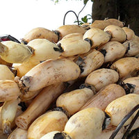Lotus Root vegetable seeds for planting in ponds and water gardens.