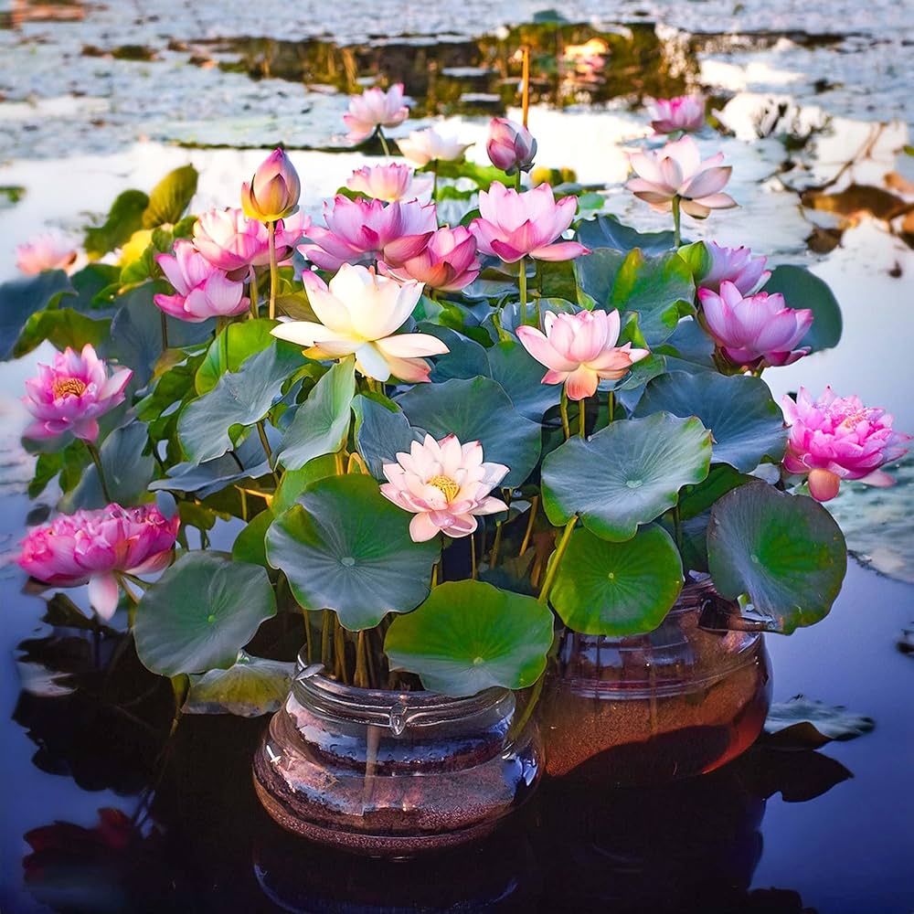 Lotus seeds for water garden and pond planting