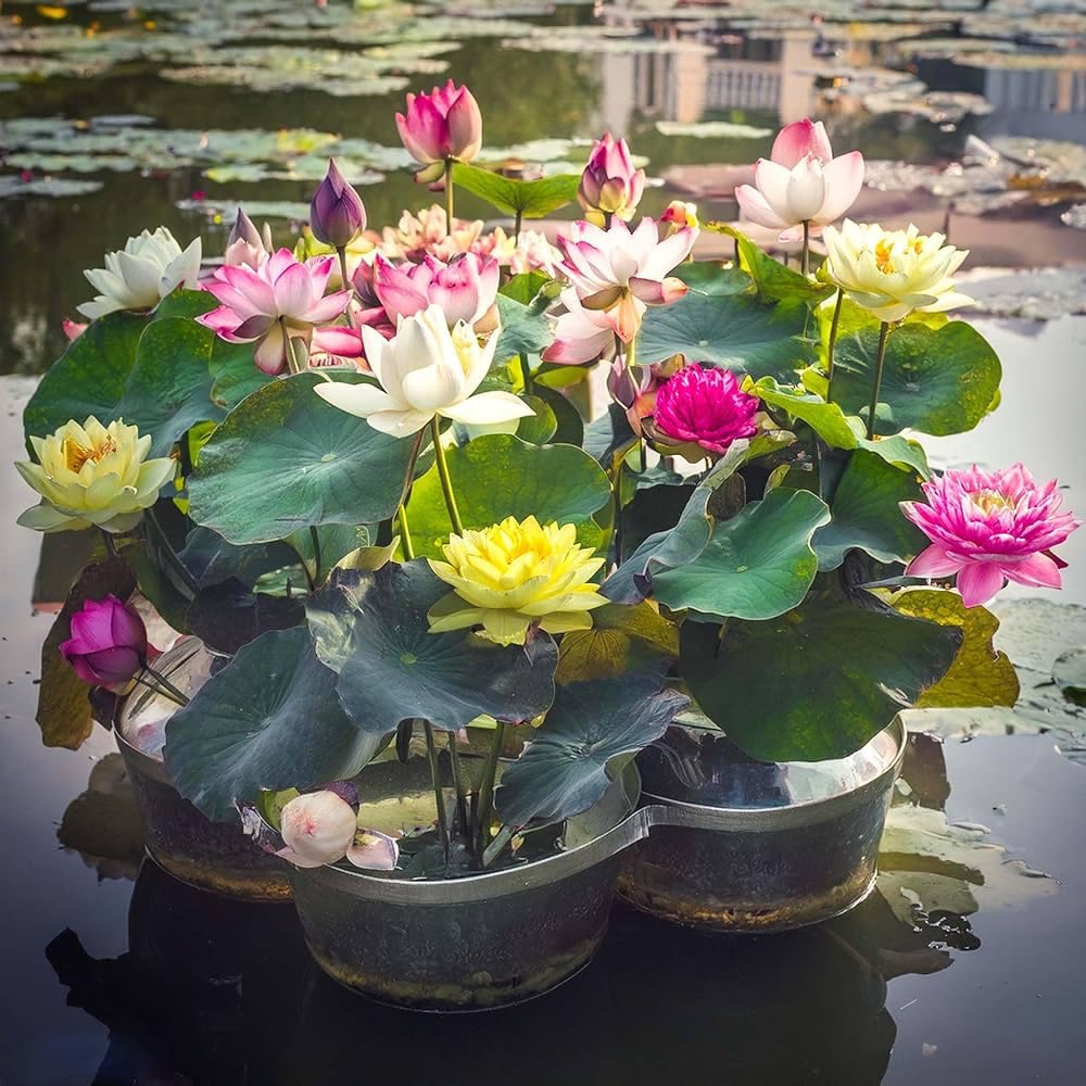 Colorful Bowl Lotus plants growing in an outdoor water garden container.