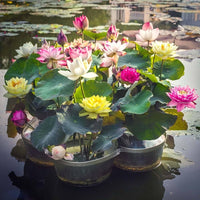 Colorful Bowl Lotus plants growing in an outdoor water garden container.