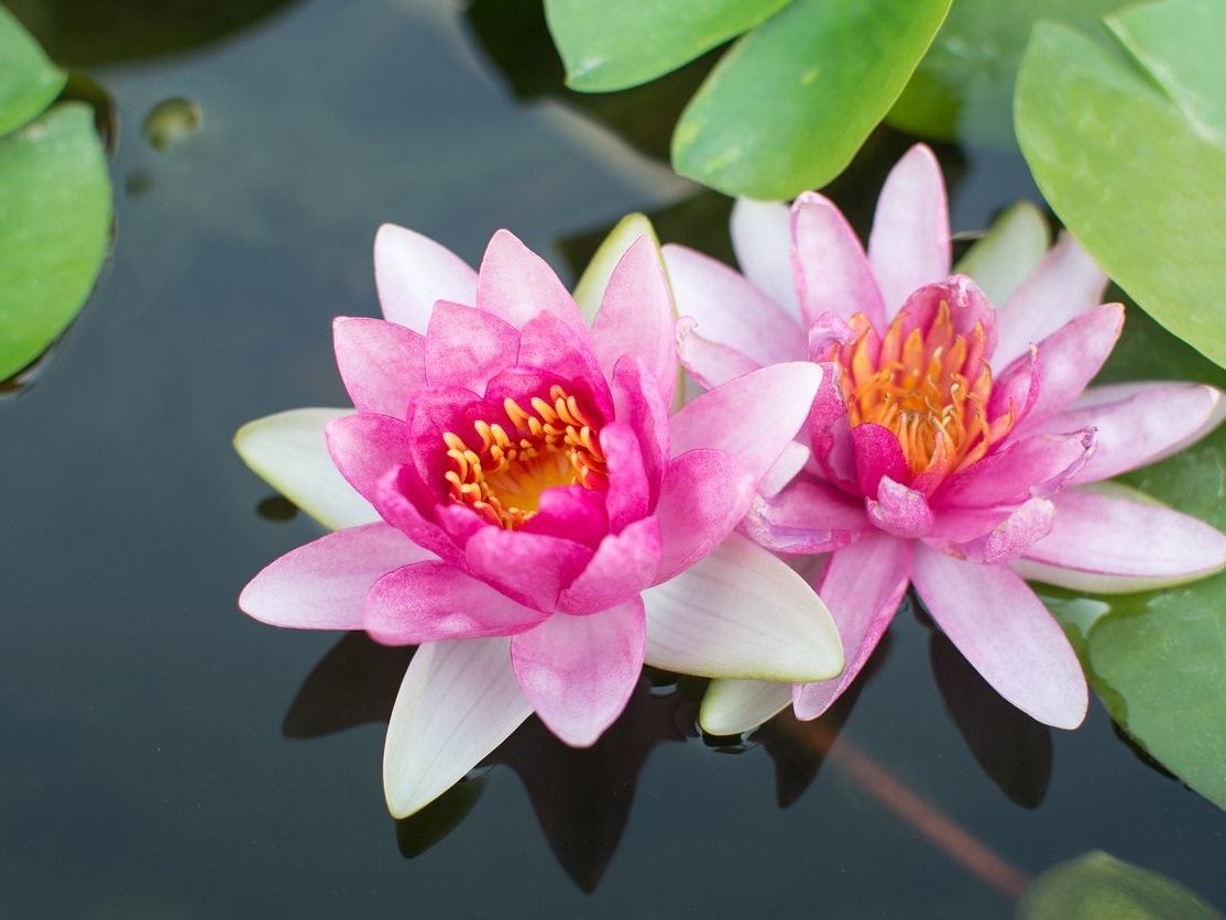 Lotus aquatic flower seeds for decorative water gardens and outdoor landscapes.
