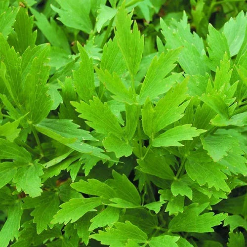 Healthy Herb Lovage plants with lush green foliage growing in a garden.
