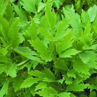Healthy Herb Lovage plants with lush green foliage growing in a garden.

