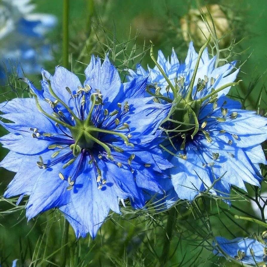 Love in a Mist Nigella flower seeds for growing colorful annual flowers in beds and containers