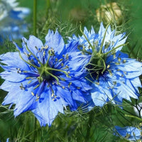 Love in a Mist Nigella flower seeds for growing colorful annual flowers in beds and containers